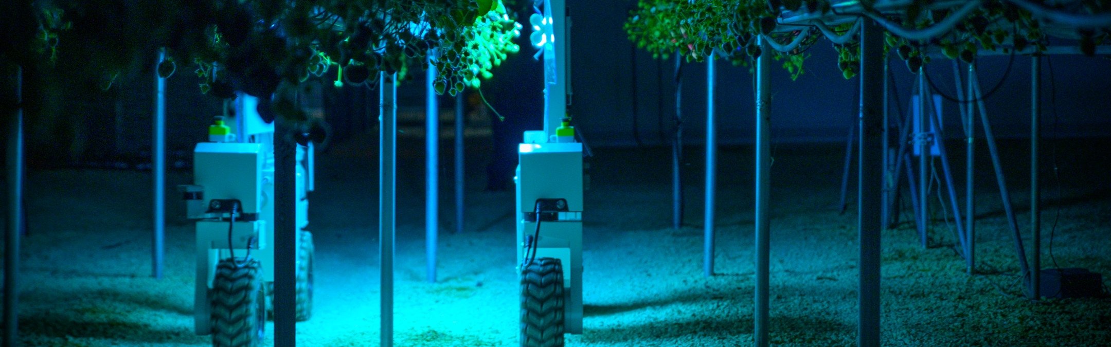 Saga Robotics har over 50 landbruksroboter av typen «Thorvald» i drift i fem ulike land. På bildet kan du se Thorvald bruke UV-lys på jordbærplanter for å forhindre meldugg.