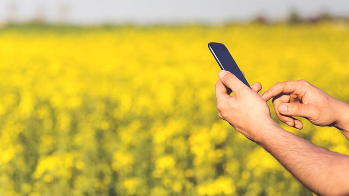 En person som taster på en mobiltelefon med en gul blomsteråker i bakgrunnen.