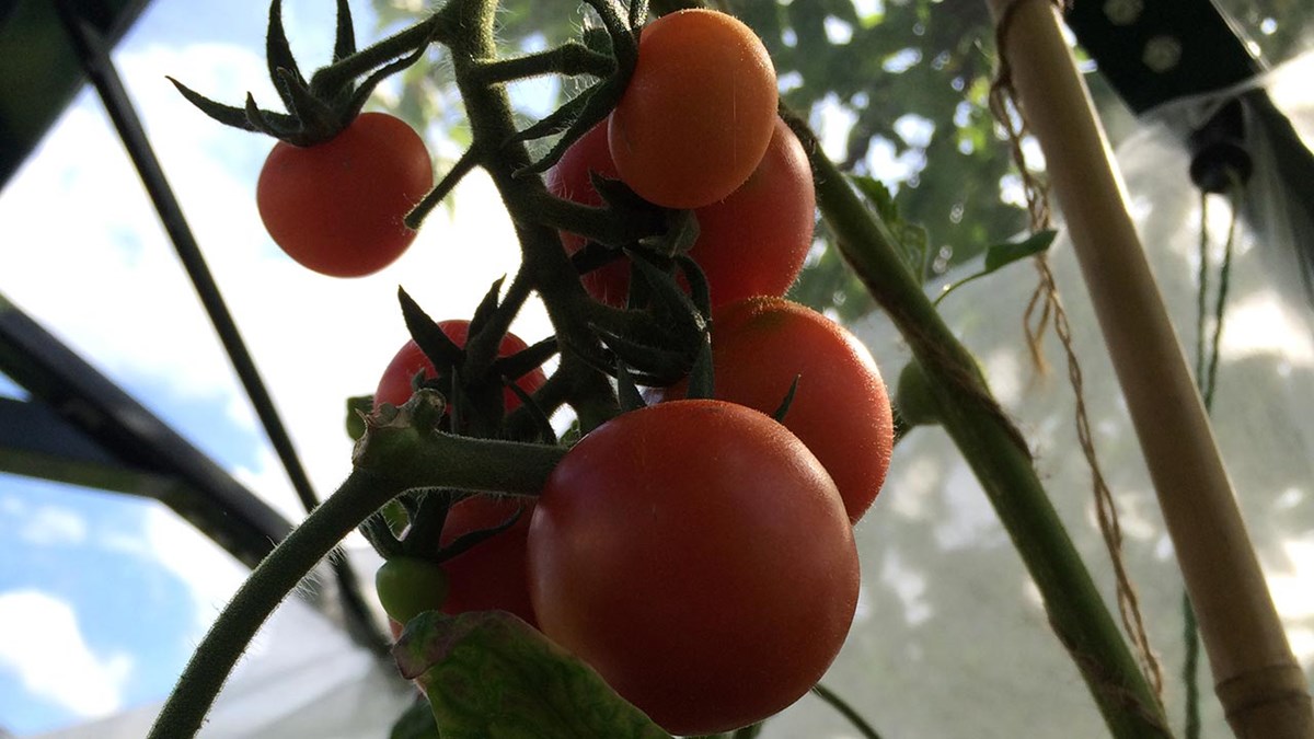 Klase med tomater i drivhus
