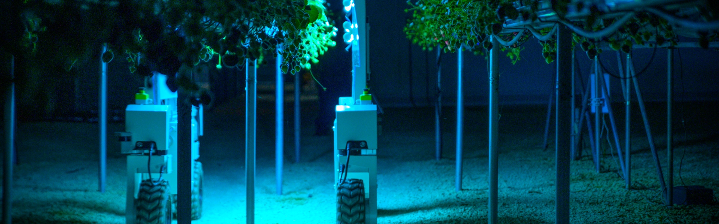 Saga Robotics har over 50 landbruksroboter av typen «Thorvald» i drift i fem ulike land. På bildet kan du se Thorvald bruke UV-lys på jordbærplanter for å forhindre meldugg.